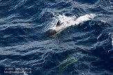 GBCW2090027 gewone dolfijn / Delphinus delphis