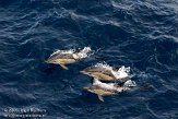 GBCW2090029 gewone dolfijn / Delphinus delphis
