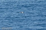 GBCW3090151 dolfijn van Cuvier / Ziphius cavirostris