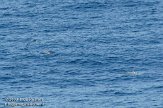 GBCW3090156 dolfijn van Cuvier / Ziphius cavirostris
