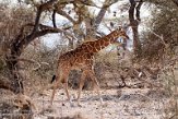 KE20220146 netgiraffe / Giraffa camelopardalis reticulata