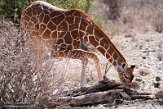 KE20220176 netgiraffe / Giraffa camelopardalis reticulata