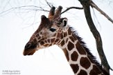 KE20220230 netgiraffe / Giraffa camelopardalis reticulata