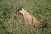 KE20222547 Afrikaanse leeuw / Panthera leo leo