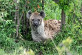 KE20223690 gevlekte hyena / Crocuta crocuta