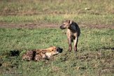 KE20223808 gevlekte hyena / Crocuta crocuta