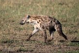 KE20223878 gevlekte hyena / Crocuta crocuta