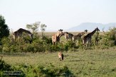 KE20223879 gevlekte hyena / Crocuta crocuta - masaigiraffe / Giraffa camelopardalis tippelskirchi