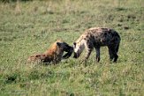 KE20223890 gevlekte hyena / Crocuta crocuta