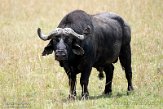 KE20223639 Kaapse buffel / Syncerus caffer caffer
