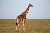 KE20223779 masaigiraffe / Giraffa camelopardalis tippelskirchi
