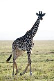 KE20223820 masaigiraffe / Giraffa camelopardalis tippelskirchi