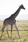 KE20223822 masaigiraffe / Giraffa camelopardalis tippelskirchi