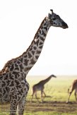 KE20223827 masaigiraffe / Giraffa camelopardalis tippelskirchi