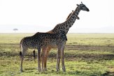 KE20223840 masaigiraffe / Giraffa camelopardalis tippelskirchi