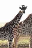 KE20223850 masaigiraffe / Giraffa camelopardalis tippelskirchi