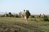 KE20223861 masaigiraffe / Giraffa camelopardalis tippelskirchi