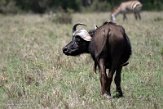 KE20221451 Kaapse buffel / Syncerus caffer caffer