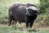 KE20221477 Kaapse buffel / Syncerus caffer caffer - roodsnavelossenpikker / Buphagus erythrorynchus