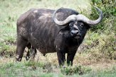 KE20221479 Kaapse buffel / Syncerus caffer caffer - roodsnavelossenpikker / Buphagus erythrorynchus