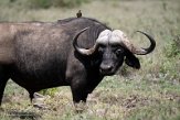 KE20221493 Kaapse buffel / Syncerus caffer caffer - roodsnavelossenpikker / Buphagus erythrorynchus