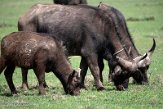 KE20221683 Kaapse buffel / Syncerus caffer caffer