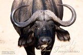 KE20220061 Kaapse buffel / Syncerus caffer caffer