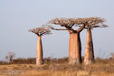MG20162507 Baobab