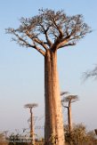 MG20162513 Baobab
