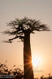 MG20162541 Baobab