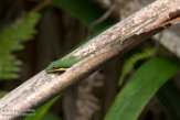 MG20160029 Phelsuma serraticauda (Flat-tailed day gecko)