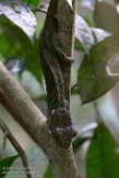 MG20160857 Parsons kameleon / Calumma parsonii