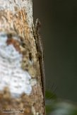 MG20160880 lygodactylus bivittis (tiny scaled gecko)