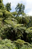 ASM02110260 Caldeira Velha subtropical rainforest