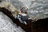 ASM01110001 marbled rock crab / Pachygrapsus marmoratus