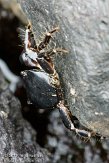 ASM01110004 marbled rock crab / Pachygrapsus marmoratus