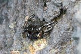 ASM01110017 marbled rock crab / Pachygrapsus marmoratus
