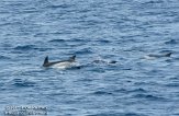 ASM02110069 gewone dolfijn / Delphinus delphis