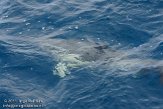ASM02110082 gewone dolfijn / Delphinus delphis