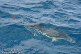 ASM02110088 gewone dolfijn / Delphinus delphis