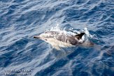 ASM02110092 gewone dolfijn / Delphinus delphis