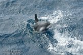 ASM02110097 gewone dolfijn / Delphinus delphis