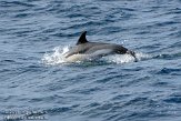 ASM02110101 gewone dolfijn / Delphinus delphis