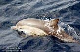 ASM02110104 gewone dolfijn / Delphinus delphis