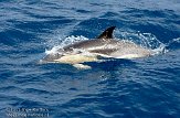 ASM02110127 gewone dolfijn / Delphinus delphis