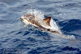 ASM02110135 gewone dolfijn / Delphinus delphis