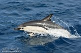 ASM02110138 gewone dolfijn / Delphinus delphis