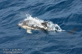ASM02110150 gewone dolfijn / Delphinus delphis