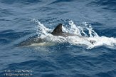 ASM02110153 gewone dolfijn / Delphinus delphis