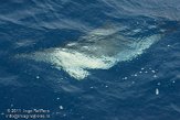 ASM02110154 gewone dolfijn / Delphinus delphis